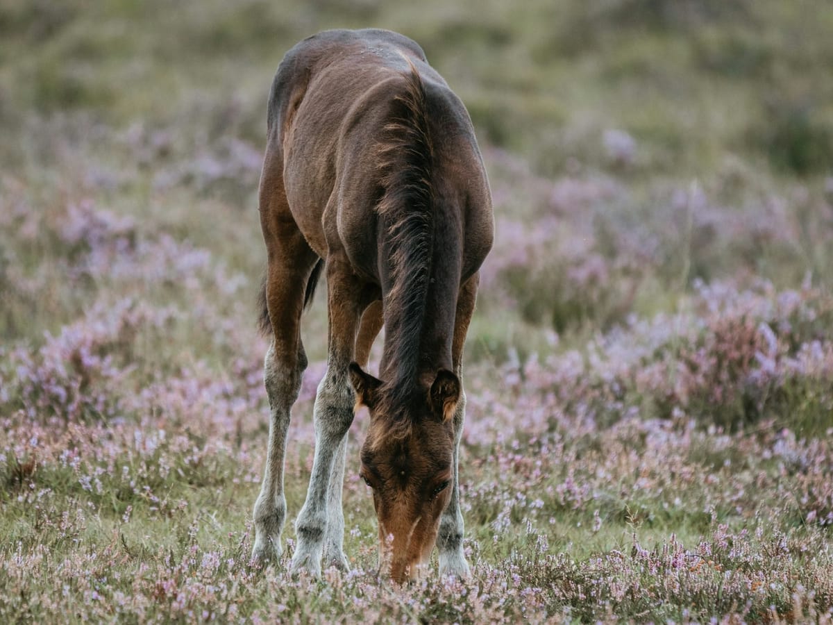 foal